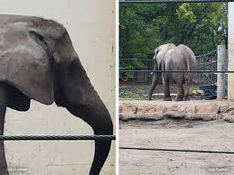 UPDATE: Tembo's Tragic Tale: Held For 50 Years at the Topeka Zoo Until Death Set Her Free