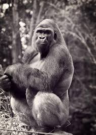 30 Incredible And Award Winning National Geographic Animal Photos Wildlife Photography National Geographic Animals Animals Beautiful Animal Photography