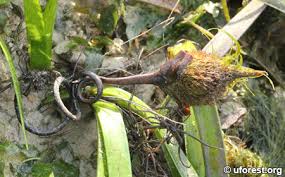 Image result for Enhalus acoroides