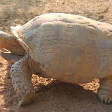 Found only in north africa on the southern edge of the sahara desert these prehistoric looking creatures are under threat. Pdf Centrochelys Sulcata Miller 1779 African Spurred Tortoise Grooved Tortoise Sahel Tortoise Tortue Sillonnee