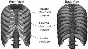They allow your ribcage to expand and contract so you can breathe. Effect Of Intercostal Muscle Contraction On Rib Motion In Humans Studied By Finite Element Analysis Journal Of Applied Physiology
