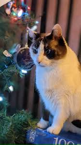 The pecking order when I refill the bickies, pussin le-meow rules over the  whole household lol.