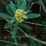 Image result for Gnidia goetzeana