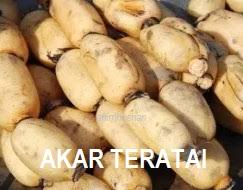 Akar teratai berfungsi untuk merekatkan tumbuhan teratai ke dasar akar teratai tidaklah panjang maupun besar karena tidak perlu banyak menyerap air karena teratai sendiri telah tergenang air sepanjang waktu. Anim Agro Technology Rizom Dan Akar Lotus Apa Khasiatnya