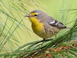 Image result for Paropsia grewioides