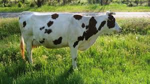 Cow Grazing In A Sunny Day Animal Eating Grass 4k Stock Footage Ad Sunny Day Cow Grazing Animals Sunny Days Cow