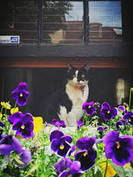 Lady Halibuts Chambers Cat Flowers Beautiful Cats Orange Cats