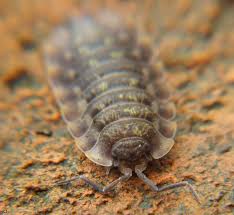 Eduteka liceum pozostałe biologia stonoga murowa. Stonoga Murowa Oniscus Asellus Zdjecie Fotoblog Stach Hej Flog Pl