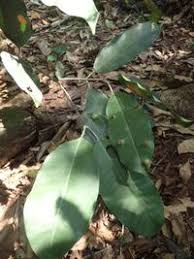 Image result for Hunteria umbellata