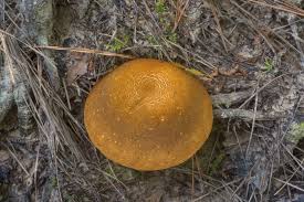 Image result for Xanthoconium sp.