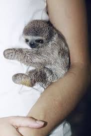 Baby Sloth Animals 2020 Yavru Tembel Hayvan Sevimli Hayvan Yavrulari Tembel Hayvanlar