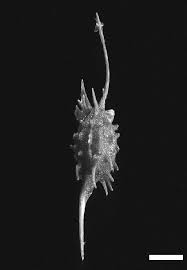 Image result for Blyxa aubertii