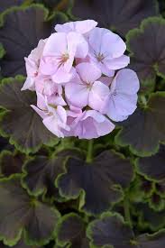 Bulk Geranium Seeds 100 Flower Seeds Geranium Cola By Nurseryseeds Guzel Cicekler Ev Bitkileri Cicekciler