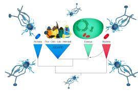 Image result for Loudetia kagerensis