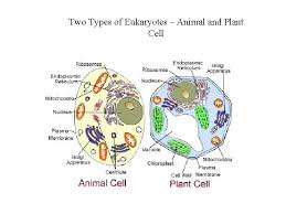 Maybe you would like to learn more about one of these? Unit 5 Cell Structure And Function Chapter 7