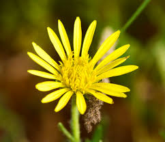 Image result for Hirpicium bechuanense