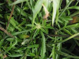 Image result for Grewia rugosifolia