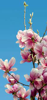 Pin By Jessica Paredes Echegaray On Huawei Fonds D Ecran Huawei Wallpapers Floral Wallpaper Phone Flower Backgrounds