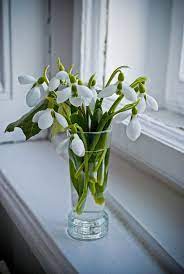 Snowdrops Source Pocketdoll On Deviantart Bulb Flowers Crocus Flower White Flowers