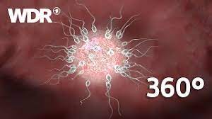 360 Video Die Befruchtung Spermium Trifft Eizelle Wdr Youtube