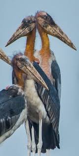 Creepy Bird With Big Eyes Greater Adjutant Weird Birds Scary Birds Beautiful Birds