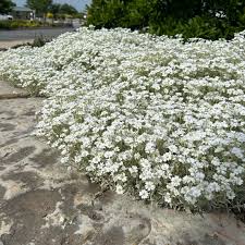 Image result for Cerastium indicum