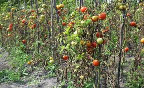 Pflanzenschutz Im August 5 Tipps Vom Pflanzenarzt Pflanzen Pflanzenschutz Tomaten Pflanzen