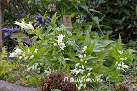 Image result for Gentiana asclepiadea alba