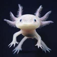 Ambystoma Mexicanum Axolotl Is A Beautiful And Very Interesting Amphibian For A Special Aquarium Cold Fr Beautiful Sea Creatures Weird Animals Ocean Animals