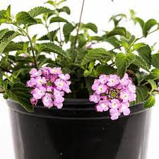 Unbranded 2 5 Qt 1 Purple Trailing Lantana 4 Pack Lantrapp1 Gph4 The Home Depot Lantana Beautiful Flowers Garden Plant Roots