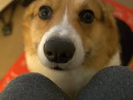 This is my 4 month old named Snickers. My first but definitely won't be the  last.