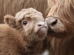 Pin By Carley Specht On Cute Animals Fluffy Cows Cute Baby Cow Baby Cows
