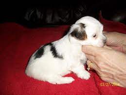 We did not find results for: Parti Yorkies Pets And Animals For Sale Indiana