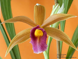 Image result for Phaius occidentalis