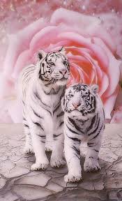 Love Between Tigers In 2020 Big Cats Art Tiger Artwork Cute Animal Drawings