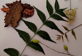 Neem leaves powder 100% pure green dry natural neem leaves are widely sought after and are a major industry in the subcontinents, as these valuable leaves can be used for many different things. Neem Azadirachta Indica Neem Azadirachta Indica à¤¨ à¤® Introduction Benefits Usage Herbal Arcade