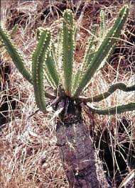 Image result for Plectranthus mandalensis