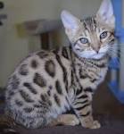 Bengal Kittens & Cats for Sale Near Me | Wild & Sweet Bengals