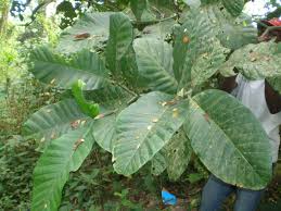 Image result for Tabernaemontana crassa