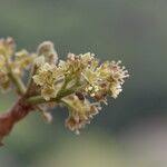 Image result for Zanha africana