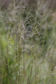 Image result for Eragrostis acraea