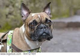 Drooling face emoji is a smiley with either closed eyes or open (depending on emoji provider) and a bit open mouth with a stream of saliva running from it. Messy French Bulldog Image Photo Free Trial Bigstock