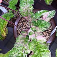 Image result for Streptocarpus montis-bingae