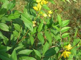 Image result for Senna occidentalis