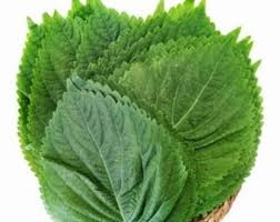 Image result for Cogniauxia