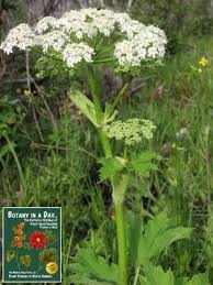 Image result for Apiaceae