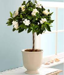 Check spelling or type a new query. Growing Gardenias In Pots Gardenia Tree Care And How To Grow It Balcony Garden Web