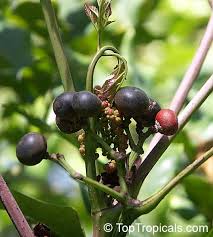 Image result for Rourea coccinea