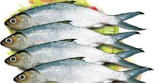 Ikan bandeng adalah ikan yang banyak digemari oleh masyarakat kita , banyak hasil olahan ikan bandeng yang kita ketahui antara lain bandeng asap, bandeng presto dan lainnya. Gambar Ikan Bandeng Air Tawar Payau Dan Air Laut