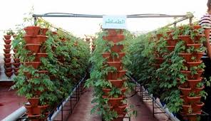 Settimanalmente Tendone Rispetto Per Se Stessi مستلزمات الزراعة المنزلية Toscanabb It